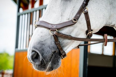 Horseware Micklem 2 Multi Bridle Zaumzeug für Warmblut in Braun - 1 Stk. – Bild 1 von 5