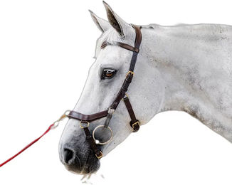 Produktbild von Horseware Micklem 2 Multibridle Zügeloses Reitgebiss aus Leder in Braun Größe M
