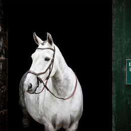 Produktbild von Horseware Micklem Bitless Bridle Leder Trense für Vollblut