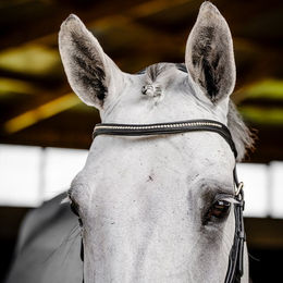 Produktbild von Horseware Micklem Diamante Competition Trense aus Leder in Schwarz für Vollblut Pferde