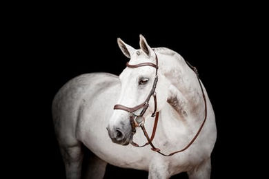 Produktbild von Horseware Micklem2 Competition Trense für Vollblut in Braun