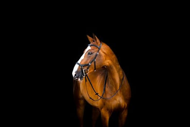 Horseware Micklem2 Deluxe Competition Trense für Ponys in Schwarz – Bild 1 von 1