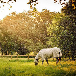 Horseware Newmarket Fliegenmaske für Vollblut aus Polyester – Bild 1 von 3