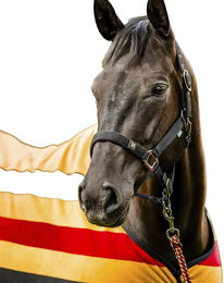 Produktbild von Horseware Newmarket Halfter für Vollblut aus Polyester