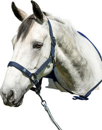 Produktbild von Horseware Newmarket Pferdehalfter aus Polypropylen Blau für Vollblut
