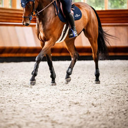 Horseware Pro Bamboo Fesselgamaschen für Pferde Schwarz Größe M – Bild 1 von 9