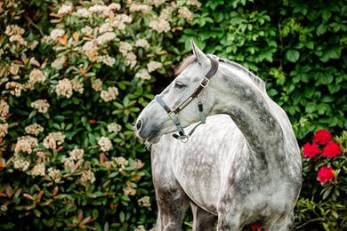 Horseware Signature anatomisches Lederhalfter für Pferde in Braun oder Blau – Bild 1 von 4