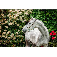 Produktbild von Horseware Signature anatomisches Lederhalfter für Pferde in Braun oder Blau