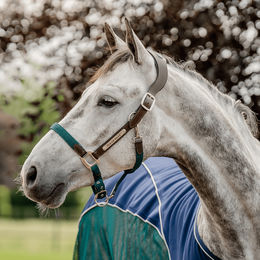 Horseware Signature Braided Lederhalfter für Pferde Warmblut Braun Blau Grün – Bild 1 von 6