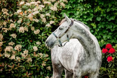 Horseware Signature Geflochtenes Pferdehalfter für Warmblut Braun Navy und Blue Haze – Bild 1 von 5
