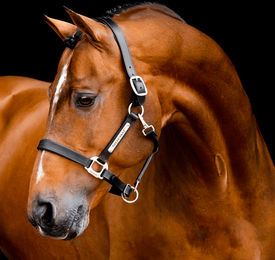 Horseware Signature Lederhalfter für Pferde in Braun – Bild 1 von 3