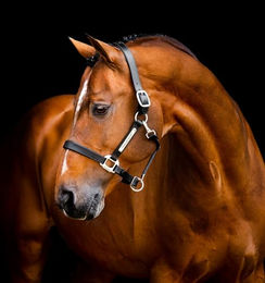 Horseware Signature Lederhalfter für Pferde – Bild 1 von 8