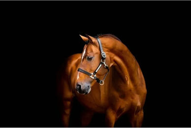 Horseware Signature Lederhalfter für Pferde in Schwarz oder Braun – Bild 1 von 3