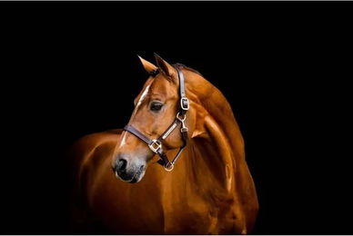 Horseware Signature Lederhalfter für Pferde in Schwarz oder Braun – Bild 1 von 3