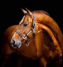 Horseware Signature Lederhalfter für Ponys aus Leder in Schwarz oder Braun – Bild 1 von 6