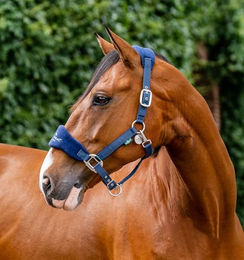 Horseware Signature Pflegehalfter für Ponys aus Fleece in Blau – Bild 1 von 6
