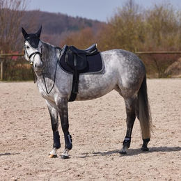 Horze Gamaschen Adepto aus Neopren Blau Größe C – Bild 1 von 3