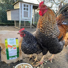 HÜHNER Land Früchte-Gemüse-Flocken mit Kräutern Ergänzungsfutter für Hühner und Wachteln 1kg - 1 kg – Bild 1 von 7