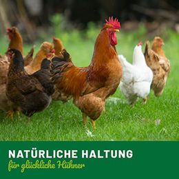HÜHNER Land Hühnerhefe Ergänzungsfutter für Huhn und Wachtel 1,2kg - 1,2 kg – Bild 1 von 6
