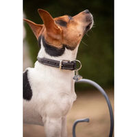 Produktbild von Hundehalsband Pénélope aus Leder in Schwarz oder Braun 60 cm