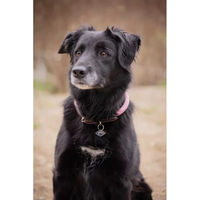 Produktbild von Hundehalsband Pénélope Billie aus Polyester in Rosa 40 cm