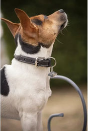Hundehalsband Pénélope Olie aus Leder in Schwarz oder Braun 30 cm – Bild 1 von 1