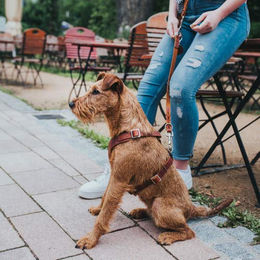 Hunter Aalborg Y-Geschirr für Hunde aus Leder in Braun Größe S – Bild 1 von 6