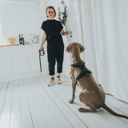 Hunter Aalborg Y-Geschirr für Hunde aus Leder Schwarz Größe M – Bild 1 von 7