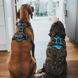 Hunter Divo Hundegeschirr Sportgeschirr aus Nylon Blau Grau Größe M – Bild 1 von 11