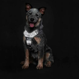 Hunter Divo Reflect Hundegeschirr Y-Geschirr aus Nylon Schwarz Grau Größe S-M – Bild 1 von 8