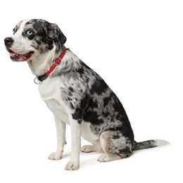 Hunter Dressurhalsband Freestyle Tau Erziehungshalsband wasserabweisend petrol Größe M-L - 50 cm – Bild 1 von 7