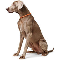 Produktbild von Hunter Freestyle Dressurhalsband für Hunde aus Tau, wetterfest, Gelb, Größe L