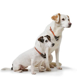 Hunter Freestyle Erziehungshalsband für Hunde aus Tau in Orange Größe M – Bild 1 von 3