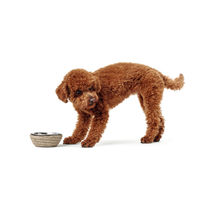 Produktbild von HUNTER Futternapf Graz aus Edelstahl für Hunde und Katzen 160ml Natur