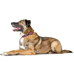 Hunter Halsband Sofia ALU-Strong Schwarz Kunstleder Größe L - 1 Stk. – Bild 1 von 3