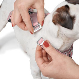 Hunter Hundegeschirr Divo Up Sportgeschirr Schwarz XS – Bild 1 von 13