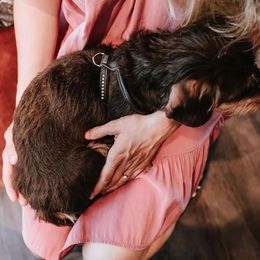 Hunter Hundegeschirr Round & Soft Canadian Up aus Leder Schwarz Größe S – Bild 1 von 4