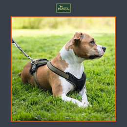 Hunter Hundegeschirr Y-Geschirr Neopren Schwarz Grau Größe S wasserabweisend – Bild 1 von 8