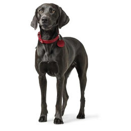 Hunter Hundehalsband Aalborg aus Leder in Orange Größe 52 – Bild 1 von 2