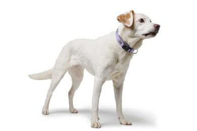 Hunter Hundehalsband Neopren Vario Plus Lila Grau Größe L – Bild 1 von 7