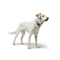 Produktbild von Hunter Hundehalsband Neopren Vario Plus Lila Grau Größe L