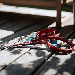 Hunter Hundehalsband Sofia vegan Kunstleder Schwarz Größe S 40 – Bild 1 von 3