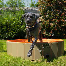 HUNTER Hundehalsband Solid Education Cord aus Leder Dunkelbraun Türkis Größe 60 M-L – Bild 1 von 10