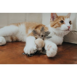 Produktbild von Hunter Katzenspielzeug Mala Kugel aus Holz Beige