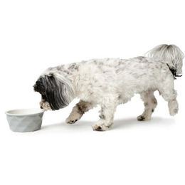 Hunter Keramik-Napf Eiby gelb für Welpen 550 ml - 0,55 l – Bild 1 von 10