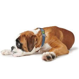 Hunter Vario-Basic Halsband aus Nylon für kleine Hunde in Blau Größe S – Bild 1 von 2