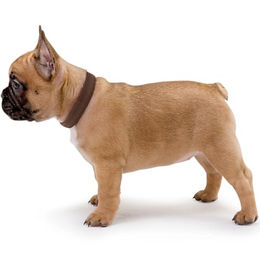 Hunter Vario Plus Hundehalsband aus Nylon Grau Größe L – Bild 1 von 7