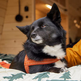 Hurtta Casual Hundegeschirr ECO Neopren Rosa 70-80cm – Bild 1 von 4