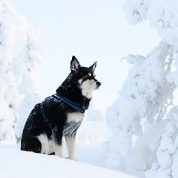 Hurtta Casual Y-Geschirr für Hunde aus Neopren in Lila und Blau – Bild 1 von 4