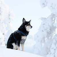 Produktbild von Hurtta Casual Y-Geschirr für Hunde aus Neopren in Lila und Blau